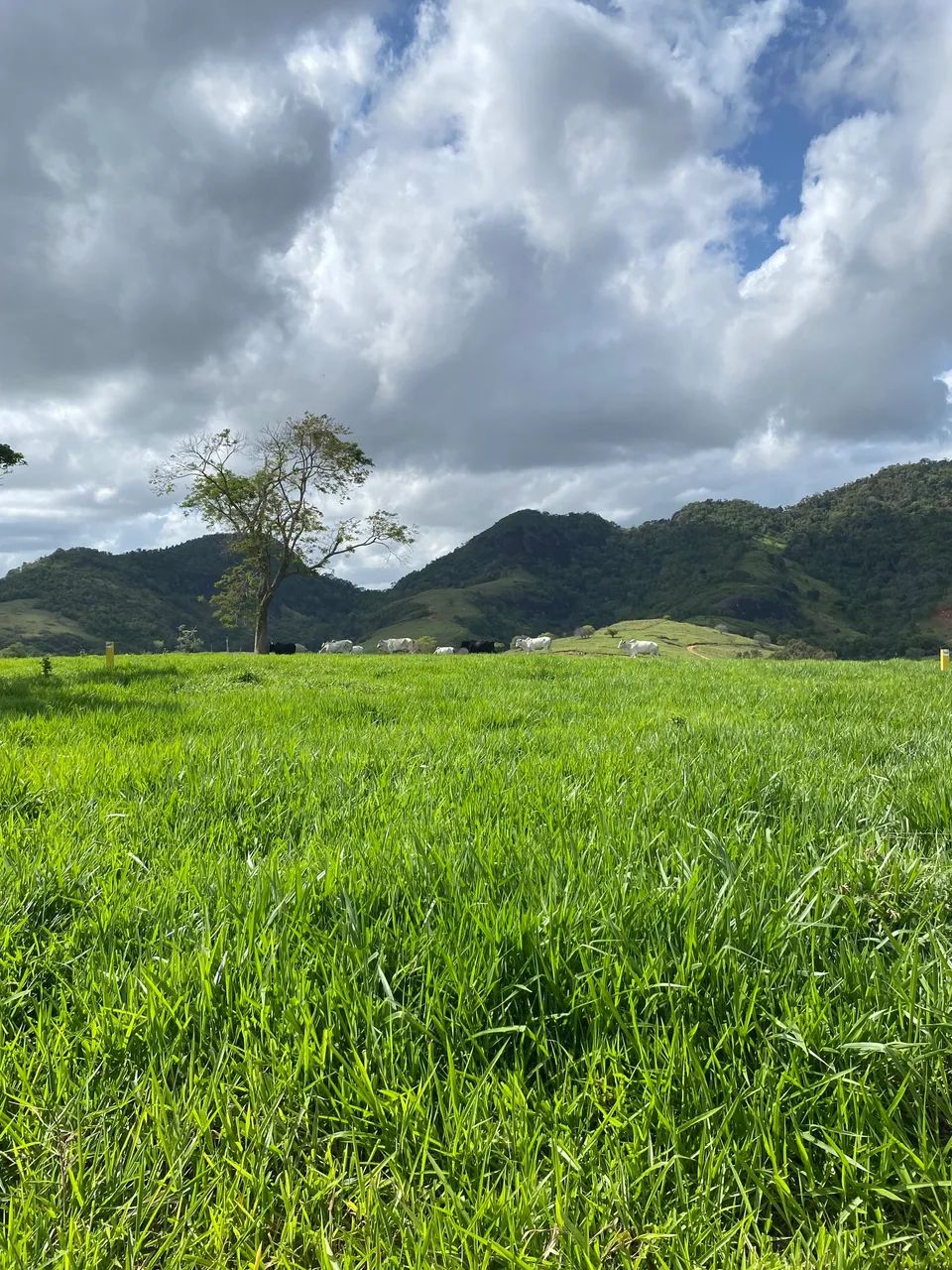 Terreno para Galpão ou Condomínio oportunidade 