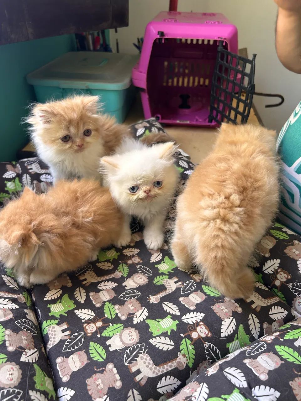 Gato Persa - Foto 2