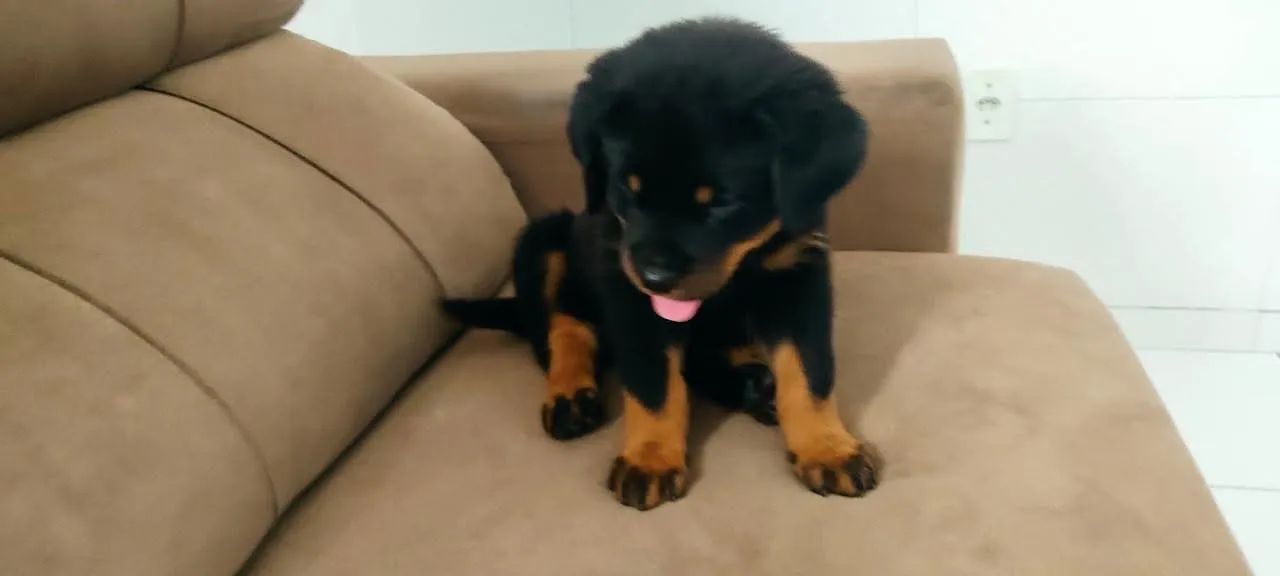 Cachorro rotwale 