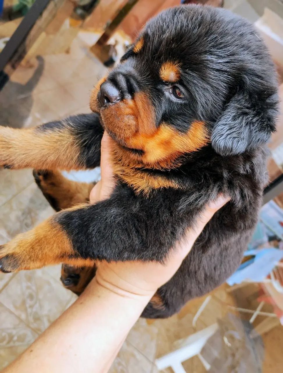   Rottweiler legítimo  - Foto 2