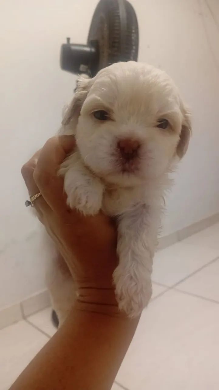 Shitzu machos disponível 