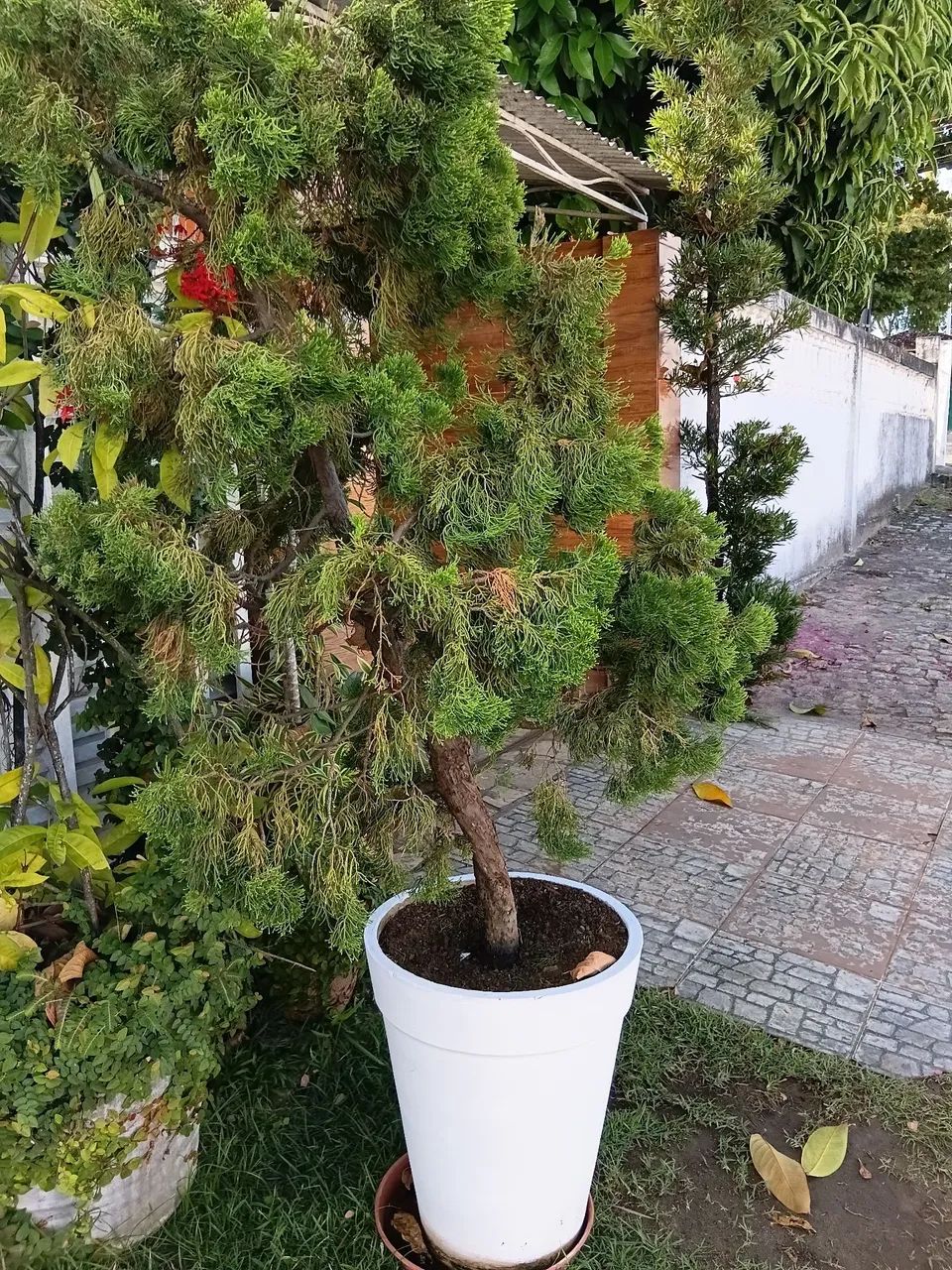 VENDE-SE DUAS CAISUCAS - Foto 2
