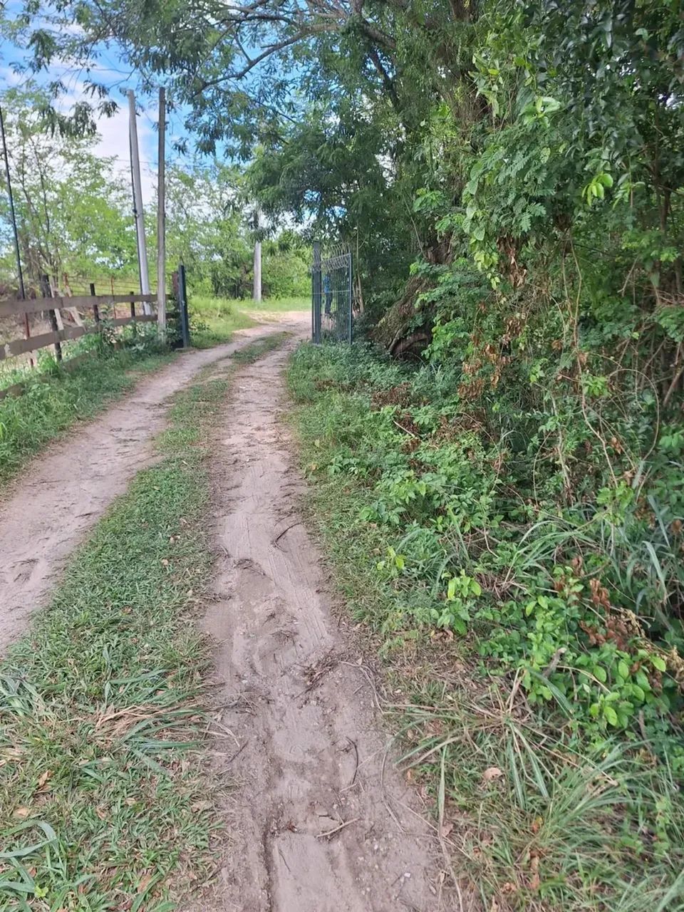 Imóvel para venda possui 2500 metros quadrados em Campo Lindo - Seropédica - RJ - Foto 10