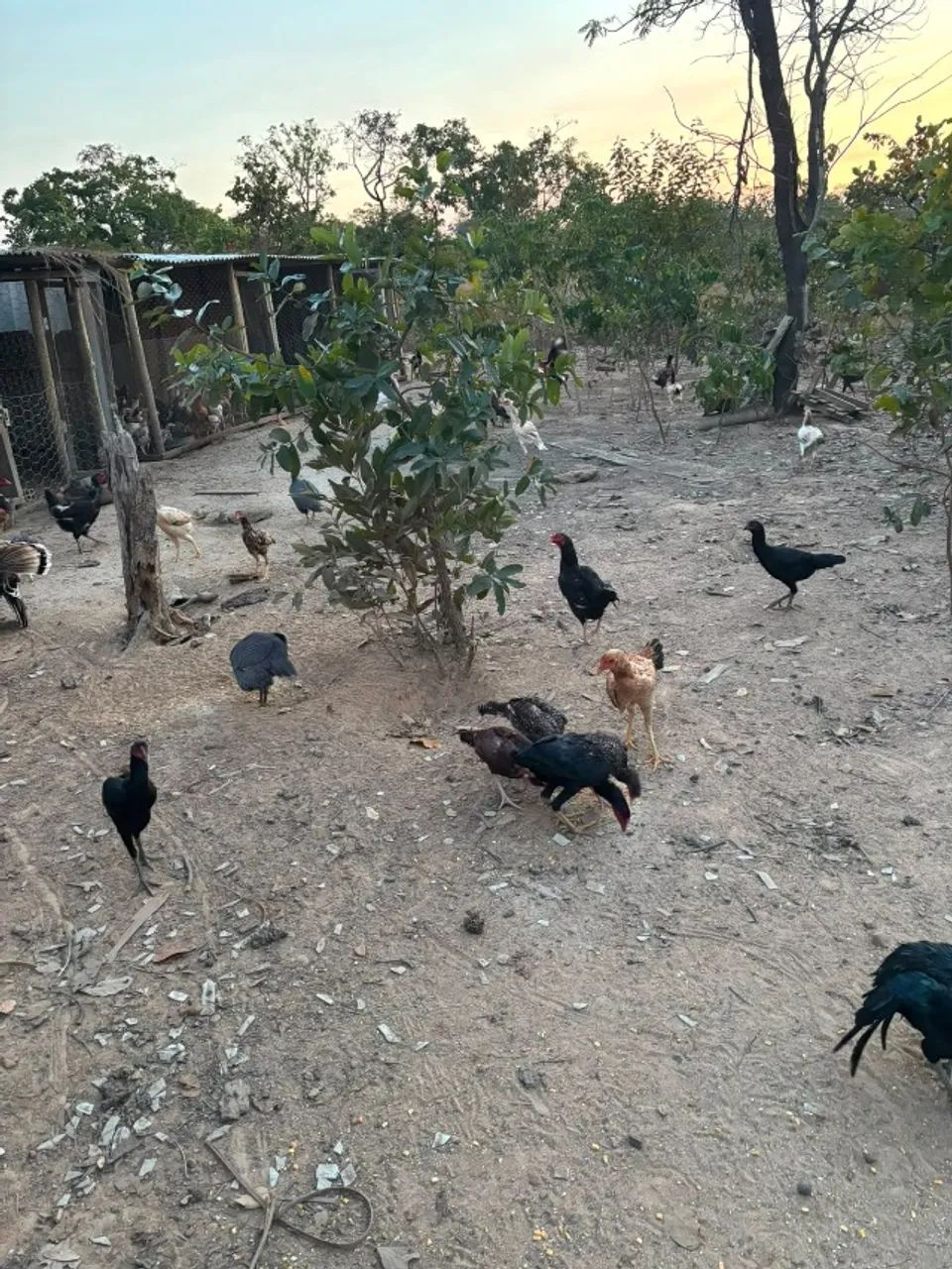 Galinha caipira - Foto 4