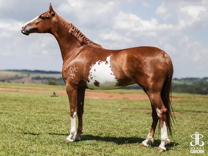 Égua mangalarga registrada 