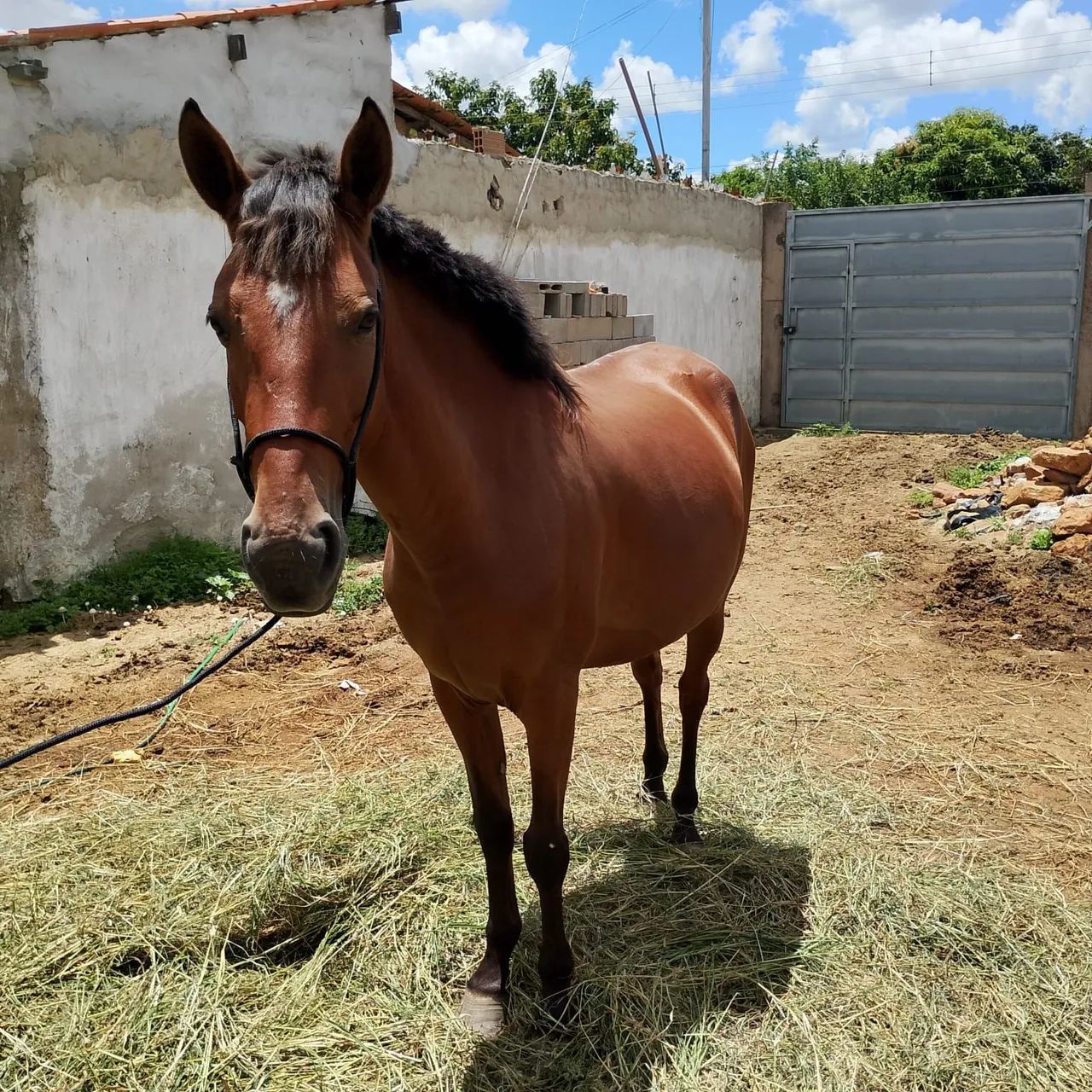Égua mestiça mangalarga nova, prenha de mangalarga 