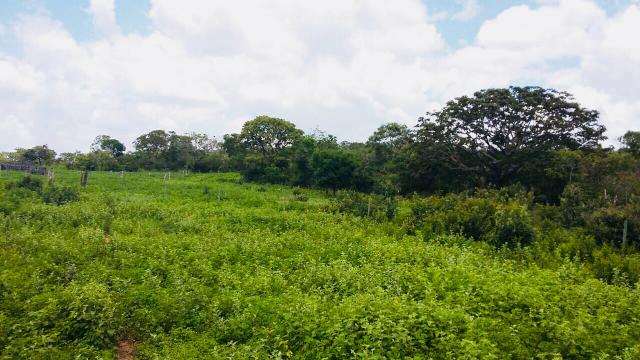 Fazenda Buritizeiro - Foto 5