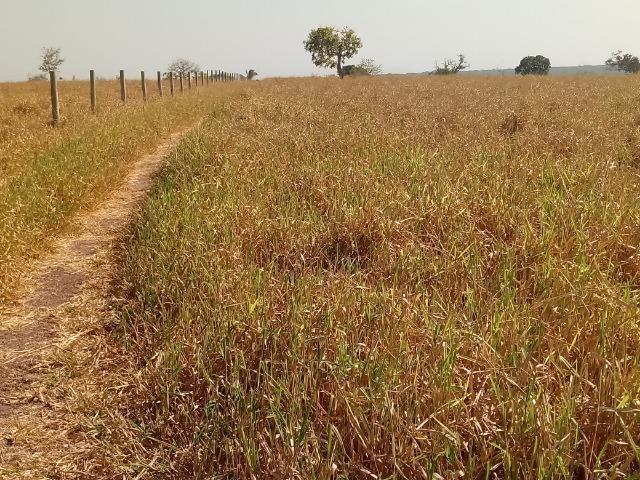 Fazenda 1.456 hectares para Pecuária apos a Guia há 66 km de Cuiabá - Foto 6