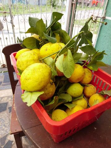 Limao Siciliano