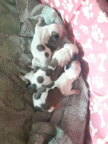 Lindos filhotes de Lhasa-aqso macho pra reseva 350 - Foto 3