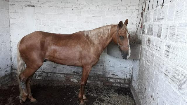 Cavalo mangalarga