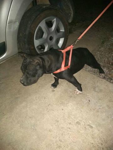 Vendo PitBull