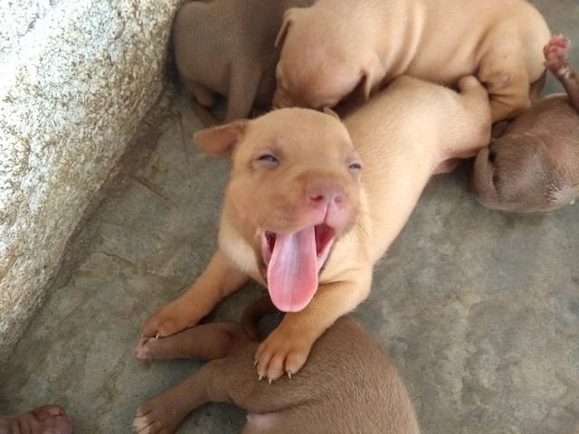 Filhote de Pit bull red nose - Foto 6