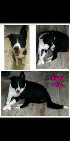 Filhotes da Raça Border Collie - Foto 4