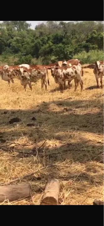 Nelore Pintado - Foto 5