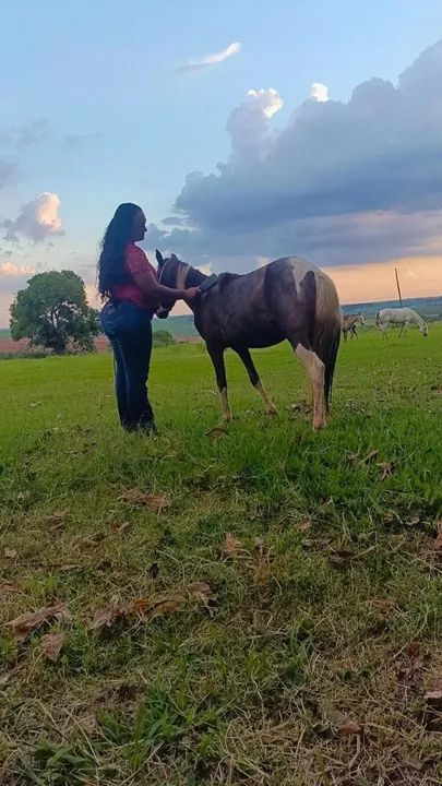 Vendo pônei Pampa de preto dois anos manso - Foto 2