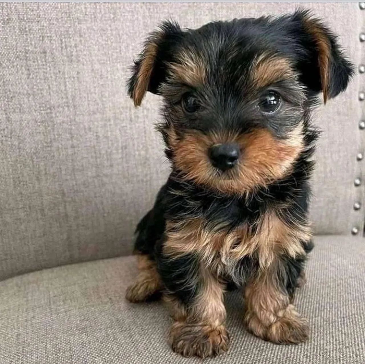 Yorkshire Terrier filhote Cachorros Cachoeirinha Manaus 1364610589 OLX