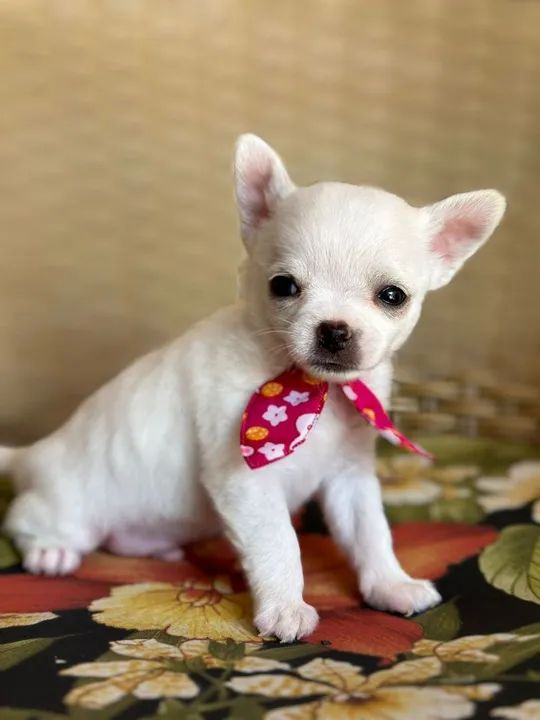 Chihuahua macho de Pêlo curto creme pronta entrega 