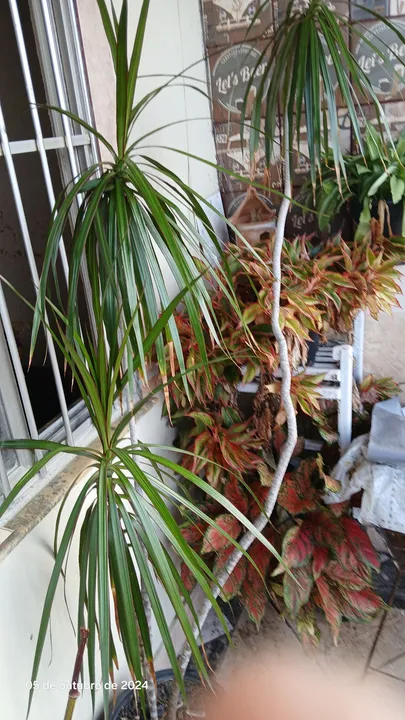Planta verde para decoração