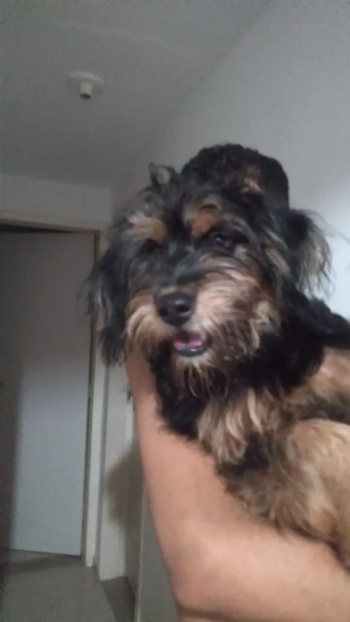 Cachorro lindo para adoção (FÊMEA) - Foto 2