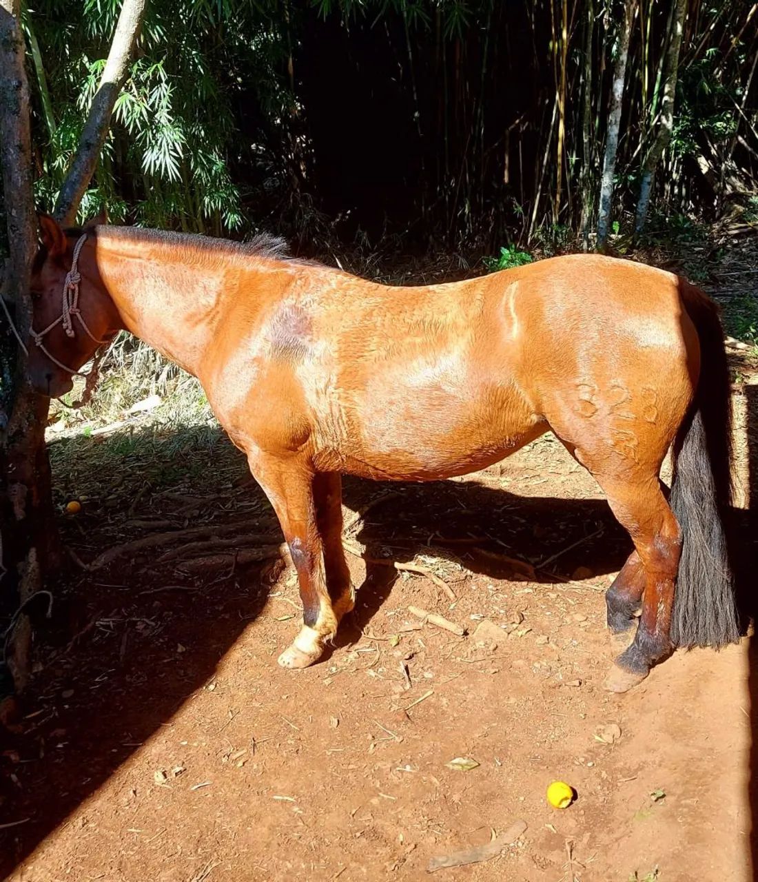 Égua crioula - Foto 5