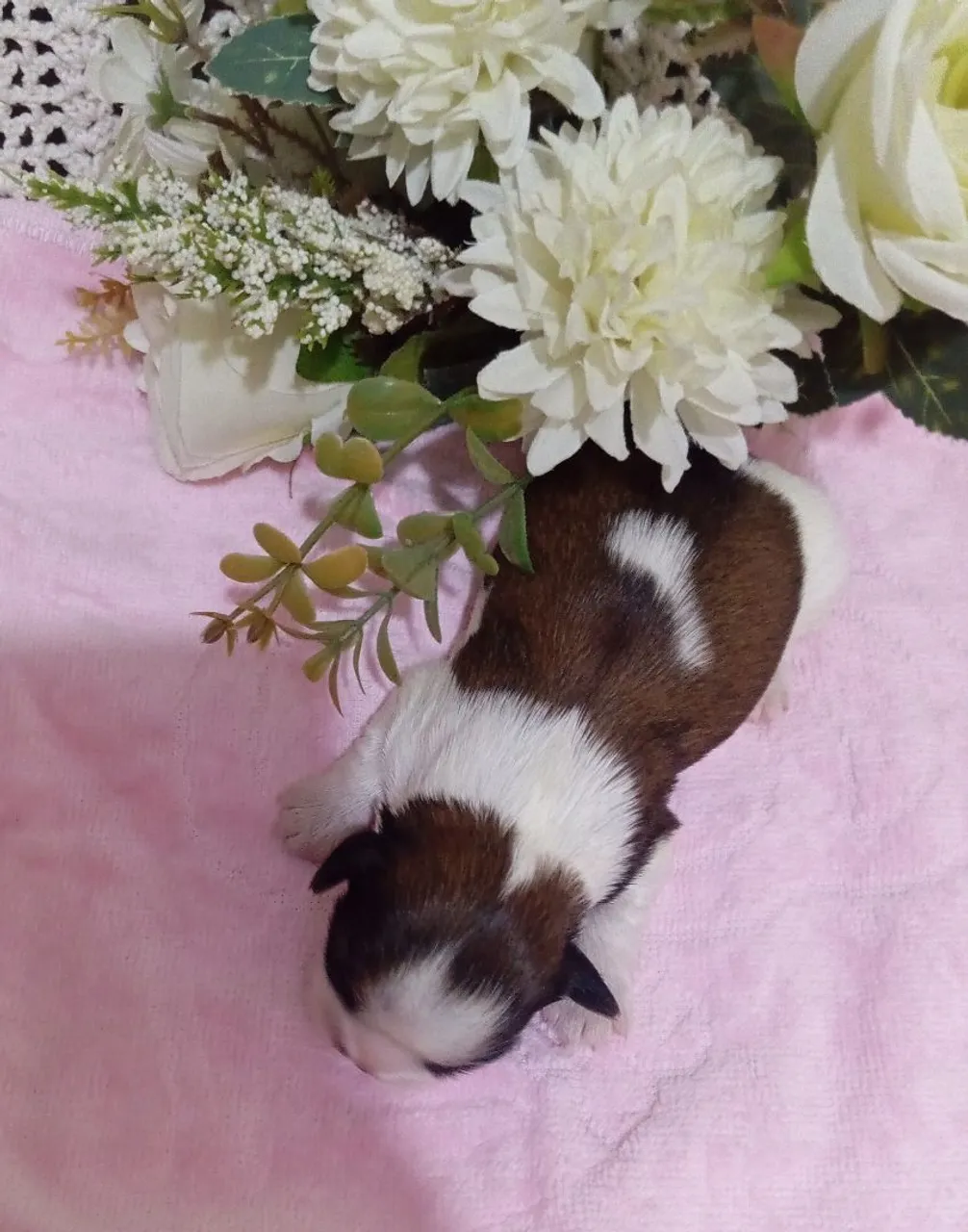 Filhotes lindos de Shih Tzu fêmeas