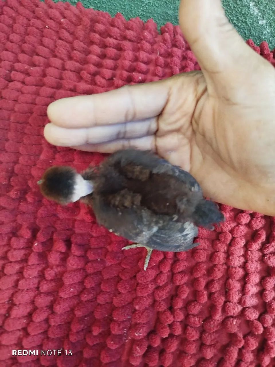 Pintinho de mini garnisé modelado  - Foto 3