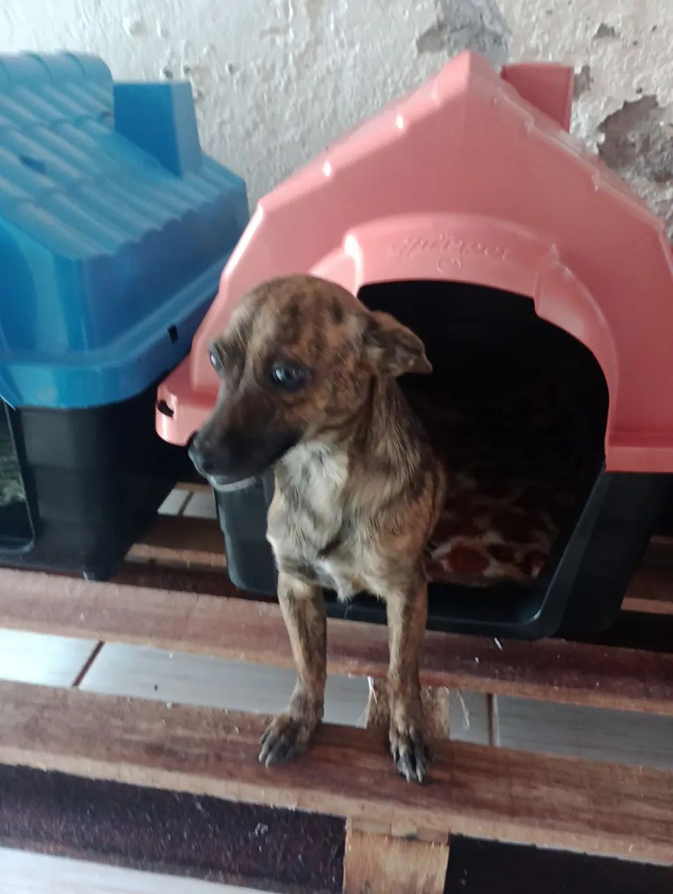 Doação  - Foto 3