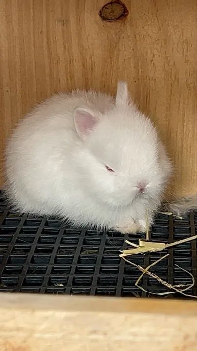Coelho Anão Netherland darf branco filhote  - Foto 3