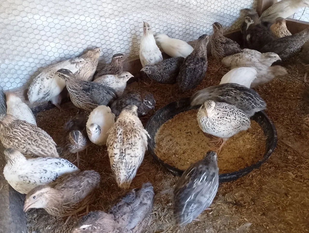 Codornas para venda