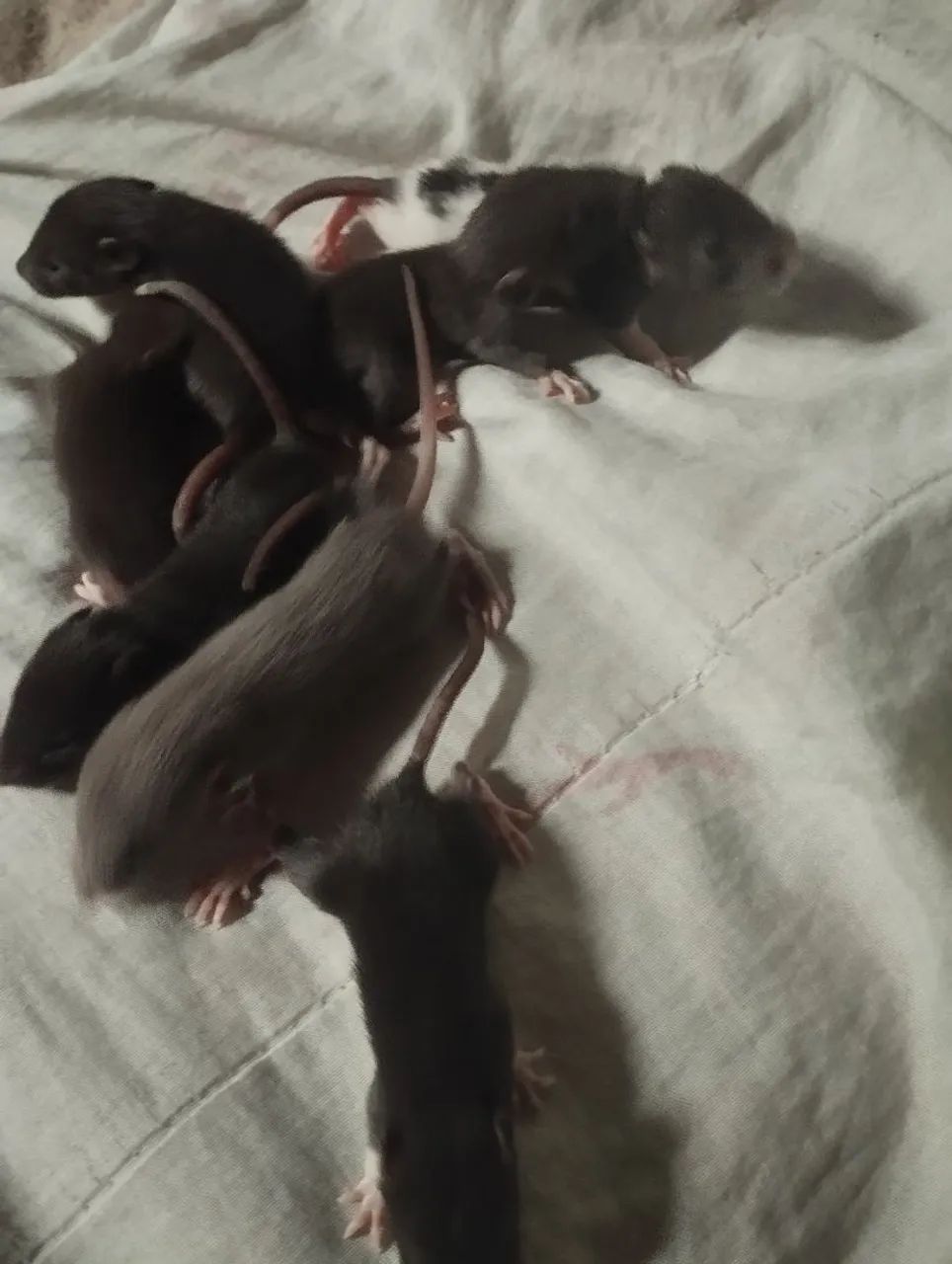 Rato Twister (Rato branco) - Foto 3