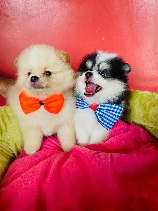 Filhote de lulu anão 