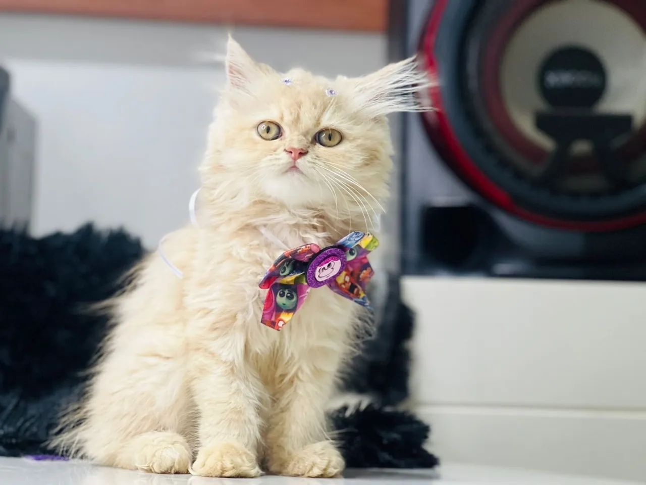 Gatinho Persa Branco - Lindíssimo! - Foto 2