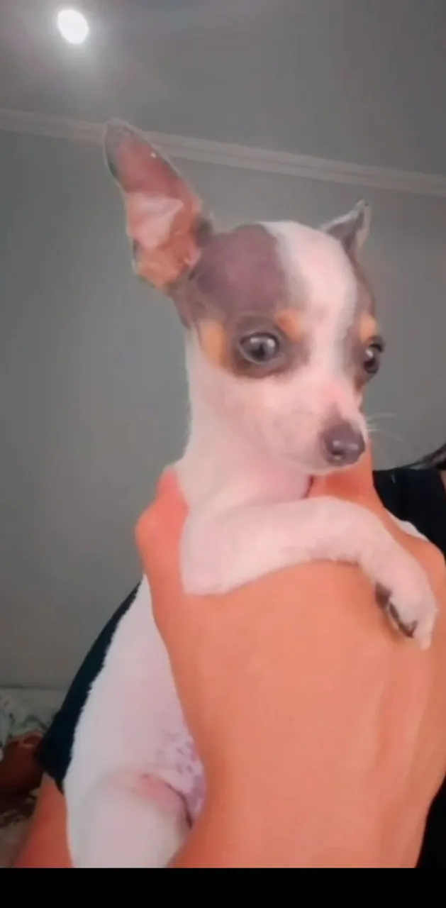 Pinshe feminha disponível