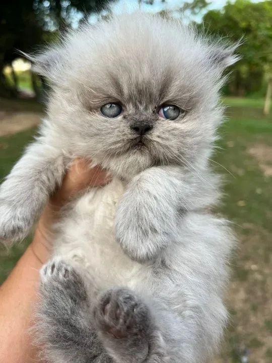 Persa Himalaia disponiveis 