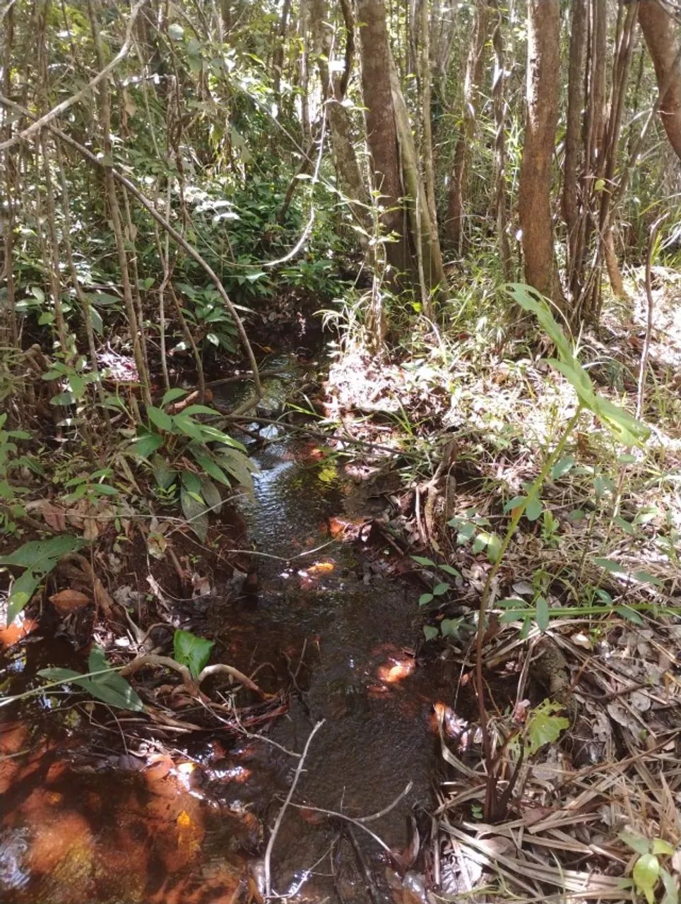 Vendo terreno 14.000m² linha verde curralinho,65mil 