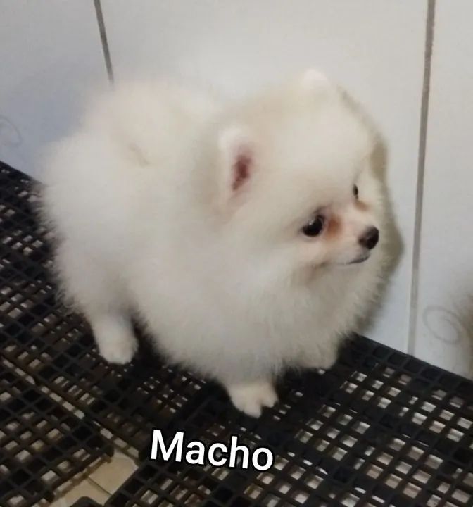 Lindos filhotes de Spitz Alemão - Foto 4