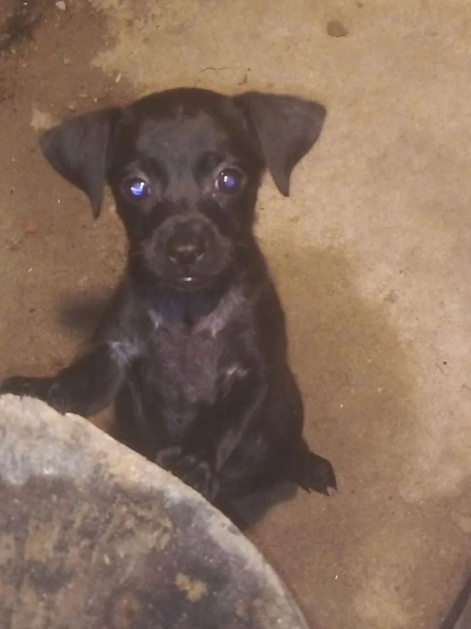 Vendo pincher fêmea 