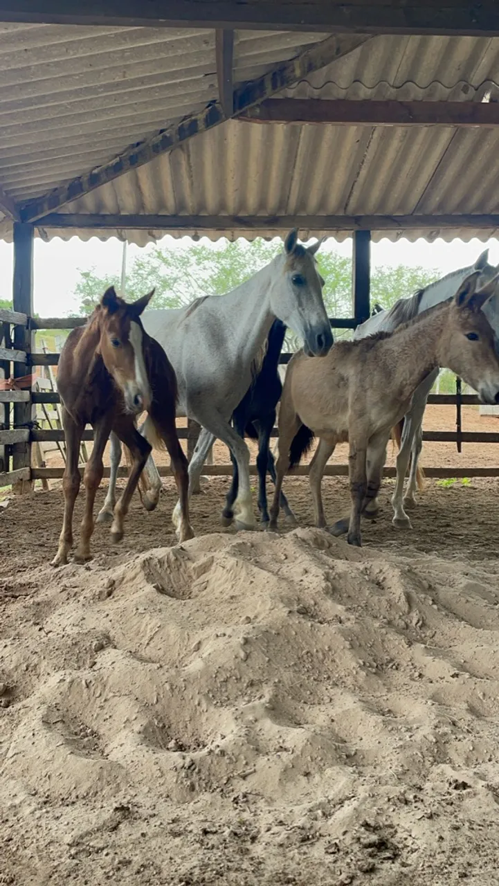 Burros, Mulas, Éguas paridas, Jumento Pêga.
