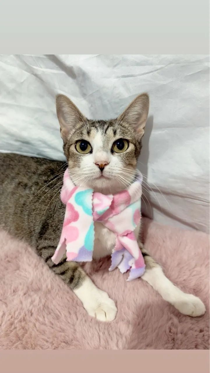 Linda gatinha para doação  - Foto 2
