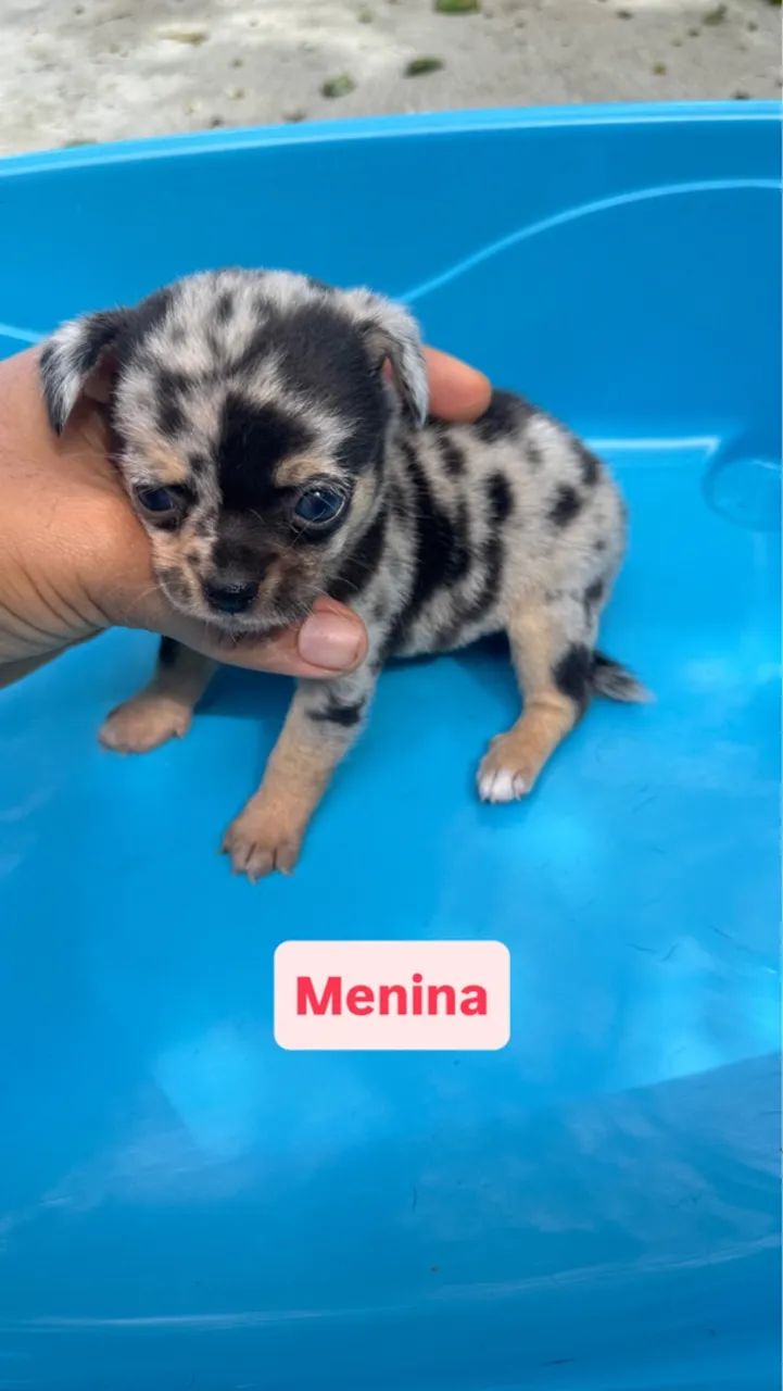 Filhote de Chihuahua 