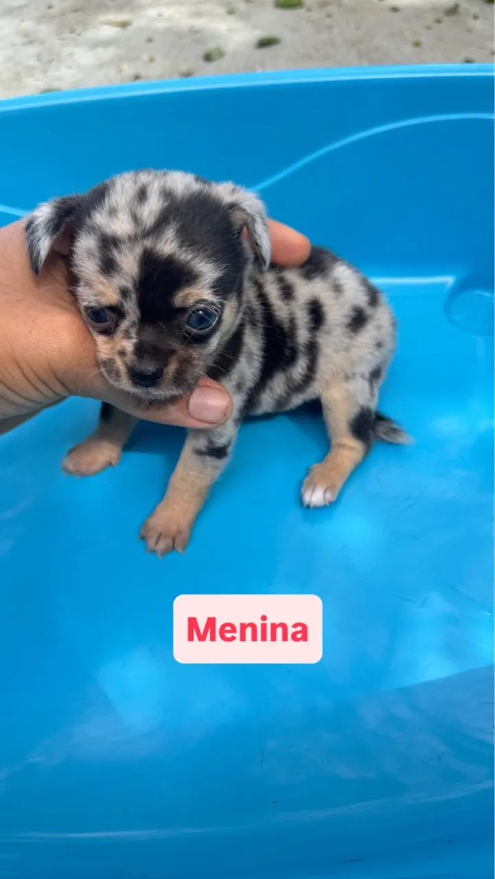 Filhote de Chihuahua