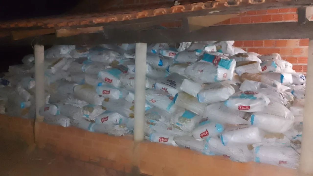 Semente de capim andropogon safra 2025  - Foto 4