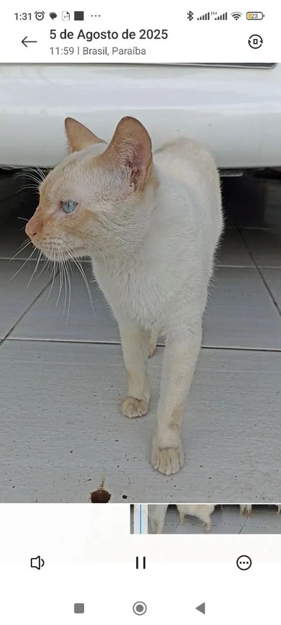 Lindo gatinho de Olhos Azuis - Foto 3