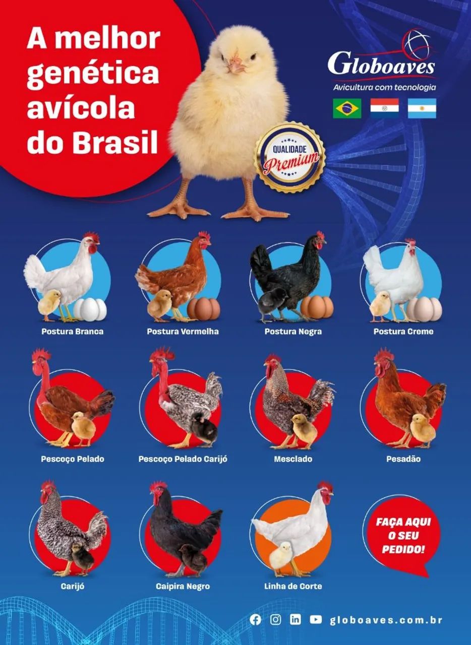 A melhor genética avícola do Brasil - Globoaves
