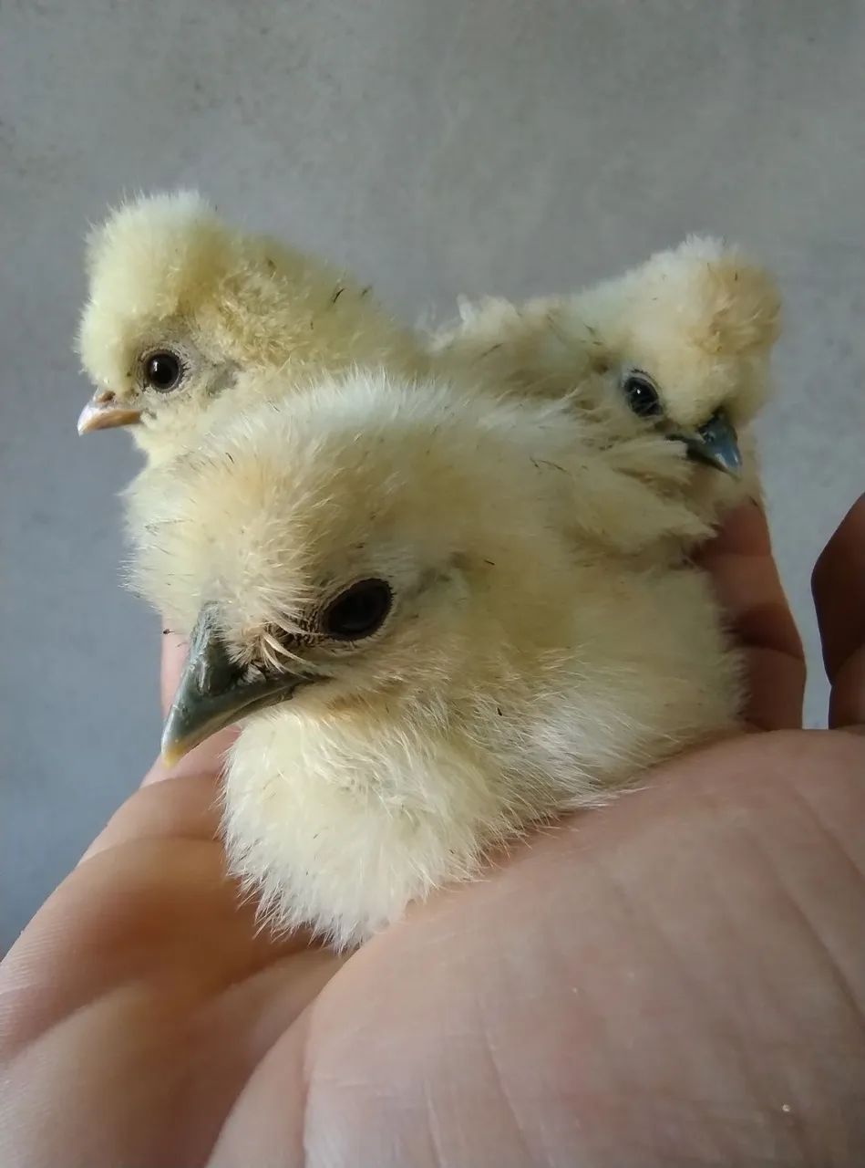 Galinha Sedosa - Pintinhos e franguinhos 