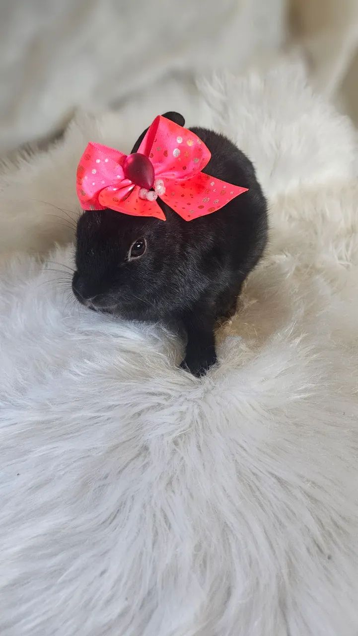 Coelhos na promoção de fim de ano  - Foto 6