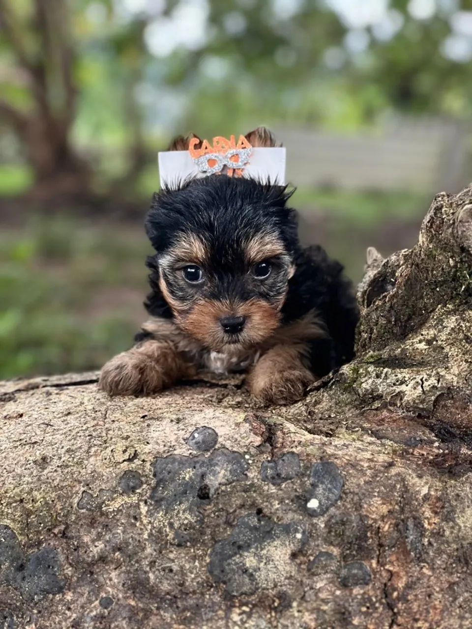 Yorkshire Mini - Muito Dócil - Foto 2