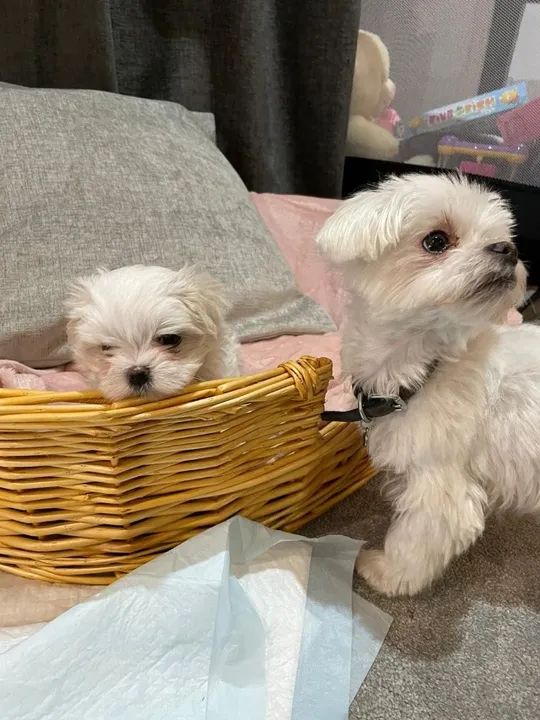 Maltês micro adquira hoje mesmo seu filhote