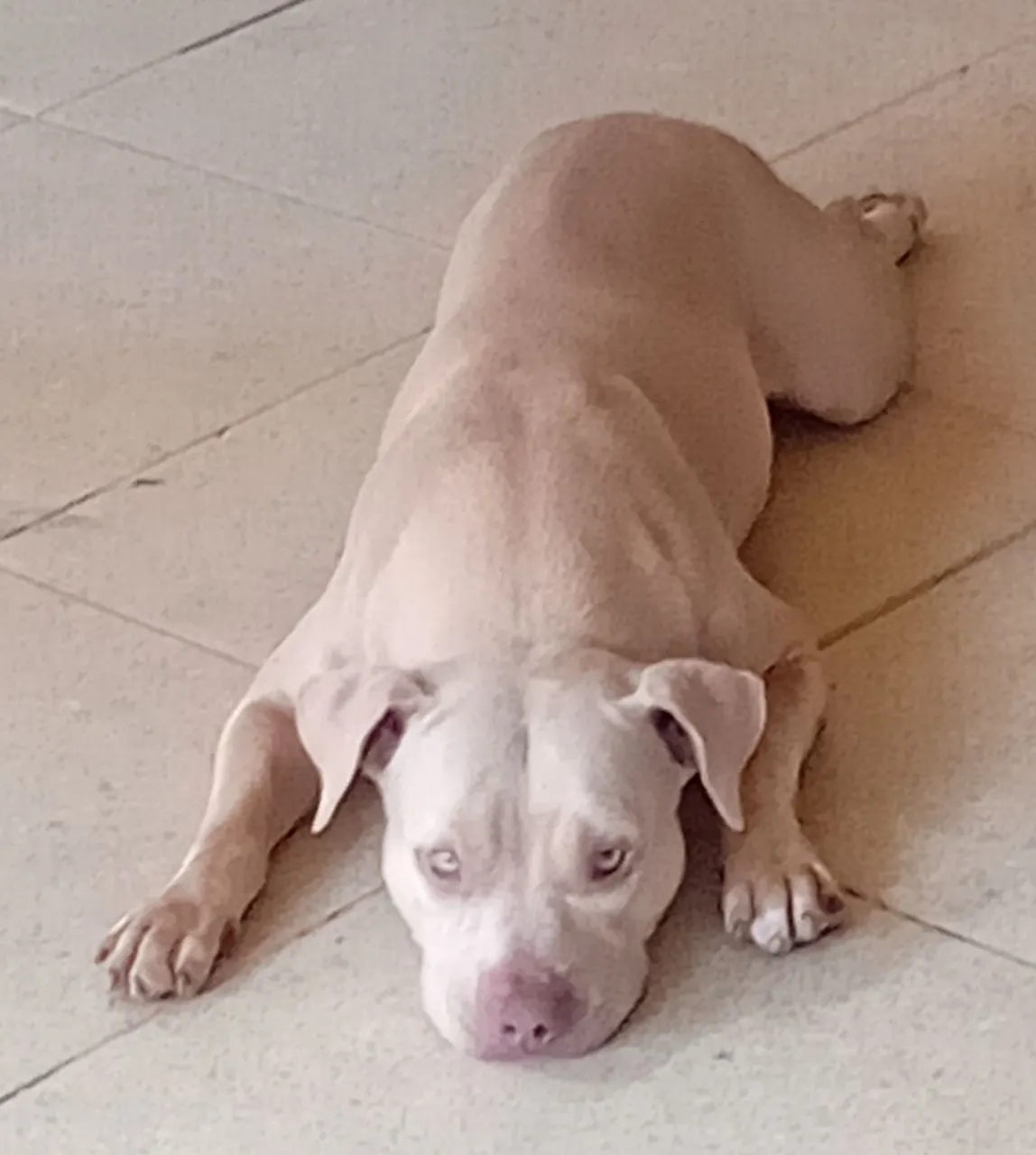 Pitbull (FÊMEA )novinha (01).